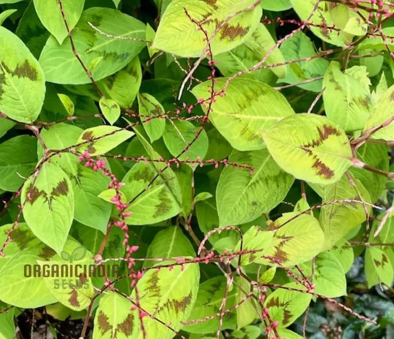 Persicaria virginiana 'Painter's Palette' Seeds, Elevate Your Gardening Experience with Colorful Foliage and Easy-Care Beauty!