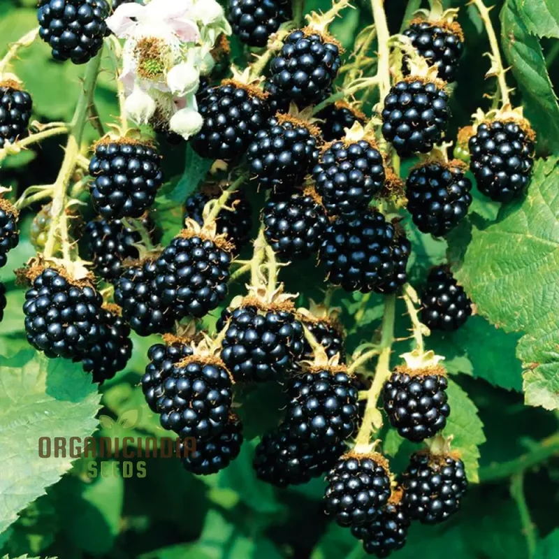 BLACKBERRY BRAMBLE Fruit Seeds for Planting,Buy Seeds Online