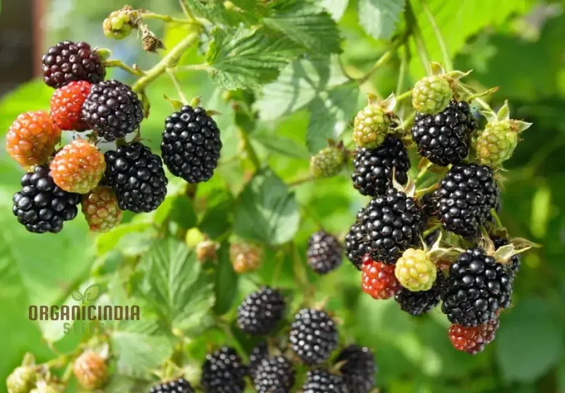 BLACKBERRY BRAMBLE Fruit Seeds for Planting,Buy Seeds Online