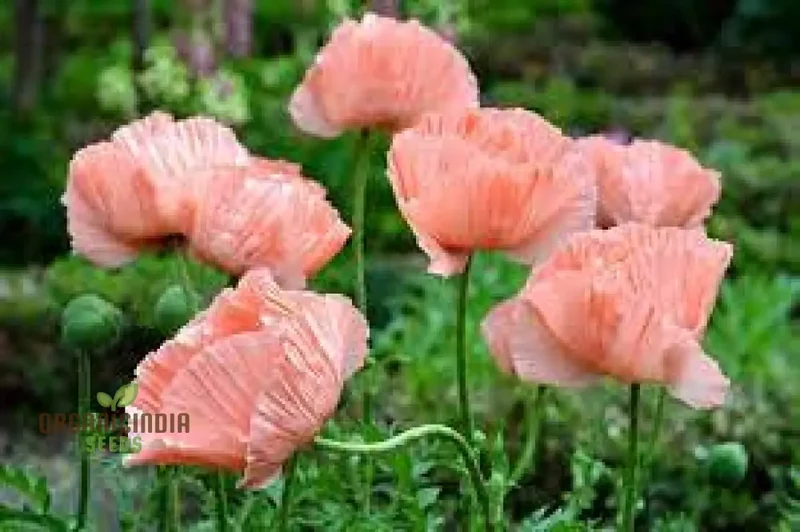 PAPAVER ORIENTALE 'NEW HYBRIDS' Seeds for Exquisite Garden Blooms - Premium Quality Seeds for Your Gardening Delight