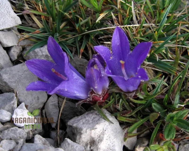 Edraianthus Graminifolius Flower Seeds For Planting, Graceful Grass-Like Blooms for Your Garden