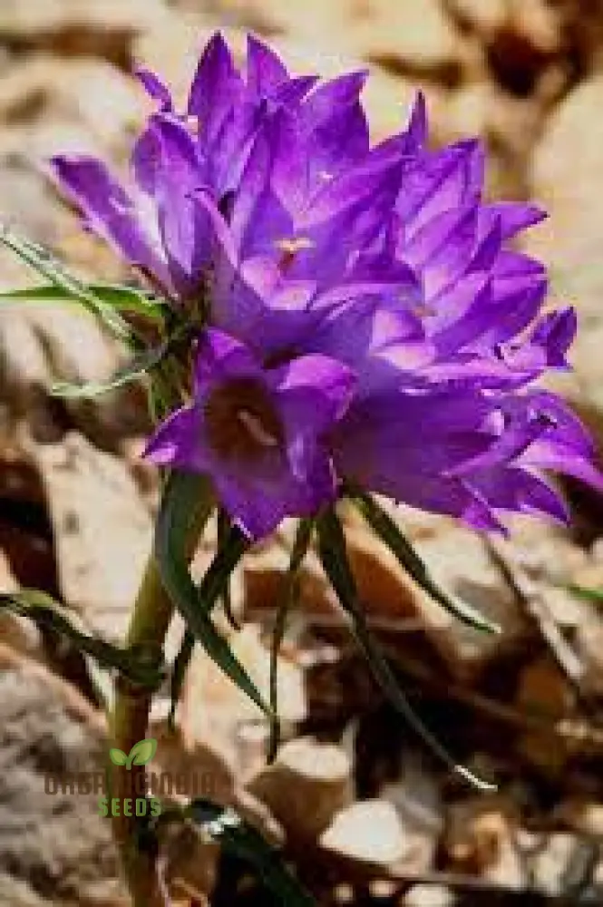 Edraianthus Graminifolius Flower Seeds For Planting, Graceful Grass-Like Blooms for Your Garden