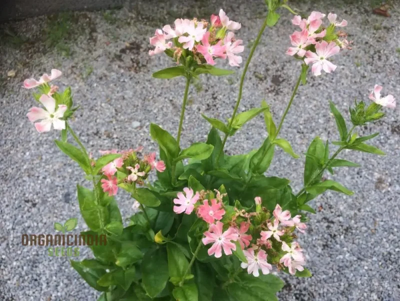 Lychnis Chalcedonica Pinkie Flower Seeds, Beautiful Garden Addition, Premium Seeds for Gardening