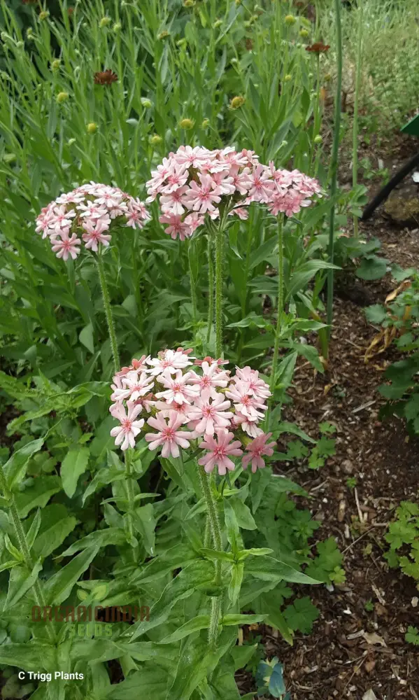 Lychnis Chalcedonica Pinkie Flower Seeds, Beautiful Garden Addition, Premium Seeds for Gardening