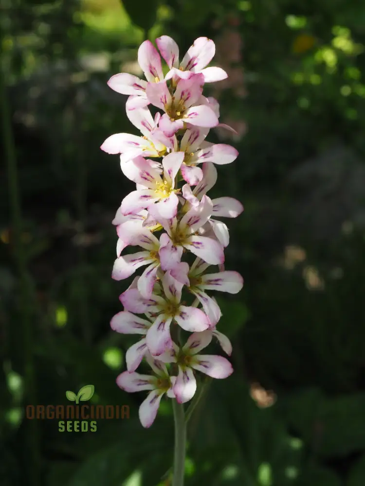 Francoa Appendiculata Seeds, Premium Planting Variety for Your Garden