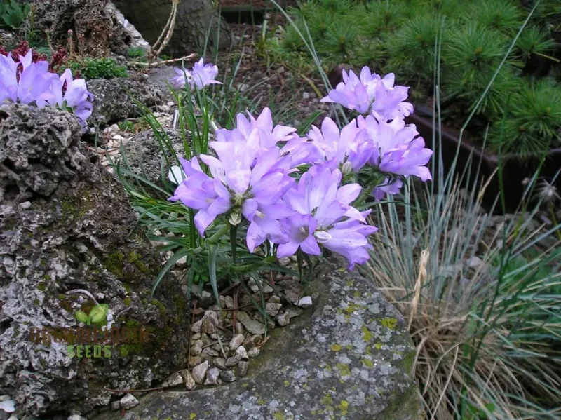 Edraianthus Dalmaticus Flower Seeds For Planting, Adding Balkan Beauty to Your Garden