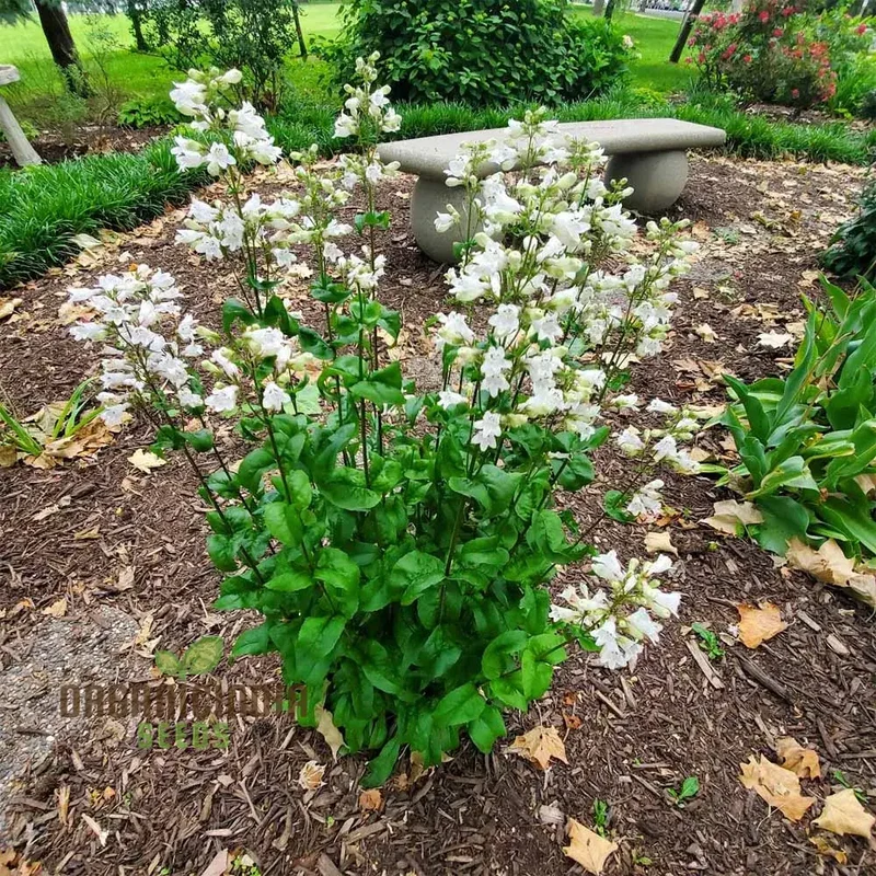 Penstemon Tubaeflorus Seeds for Vibrant Blooms and Delightful Gardening!