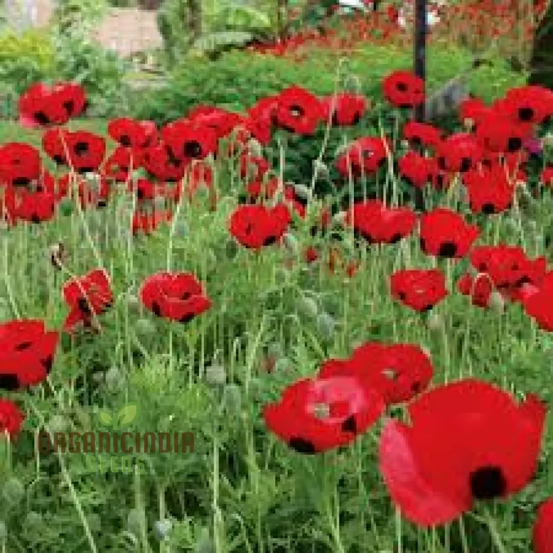 Papaver Commutatum 'Ladybird' Seeds for Vibrant Garden Blooms | Hardy Annual Flower Seeds for Seasonal Gardening Enthusiasts