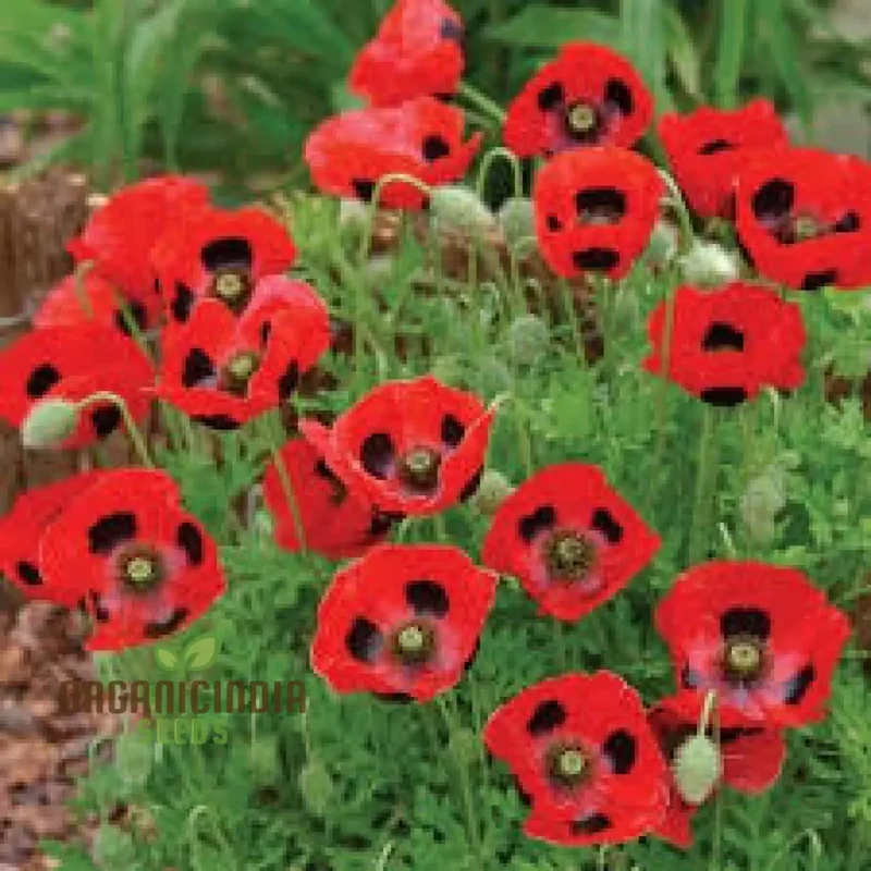 Papaver Commutatum 'Ladybird' Seeds for Vibrant Garden Blooms | Hardy Annual Flower Seeds for Seasonal Gardening Enthusiasts