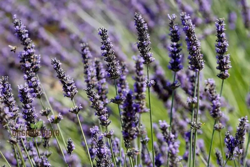 Fragrant Collection Seeds - Planting Pleasures for Your Garden Bliss
