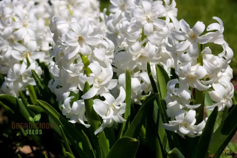 Fragrant Collection Seeds - Planting Pleasures for Your Garden Bliss