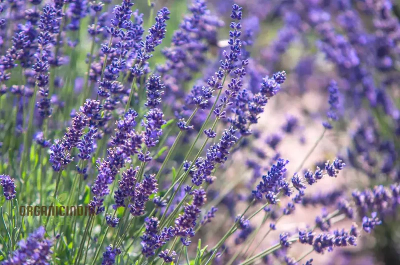 Fragrant Collection Seeds - Planting Pleasures for Your Garden Bliss