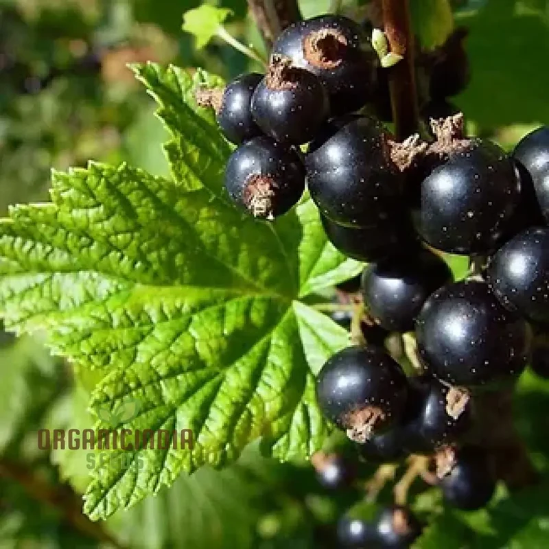 BLACK CURRANT (RIBES NIGRUM) Seeds for Your Garden | Buy Seeds Online