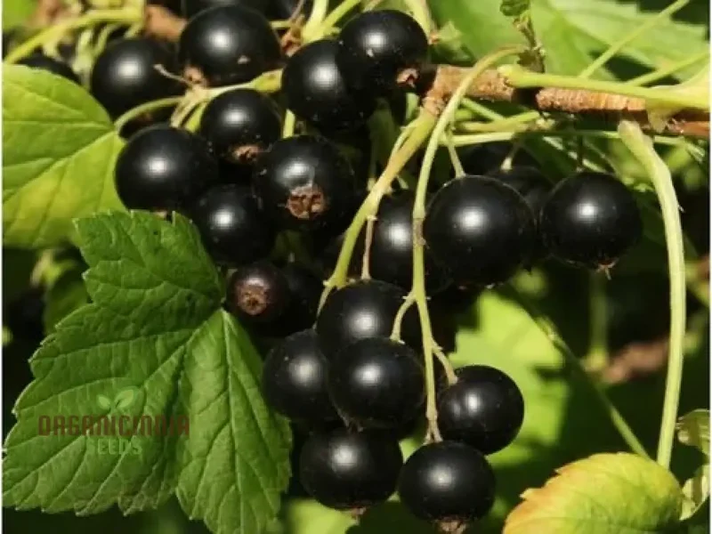 BLACK CURRANT (RIBES NIGRUM) Seeds for Your Garden | Buy Seeds Online