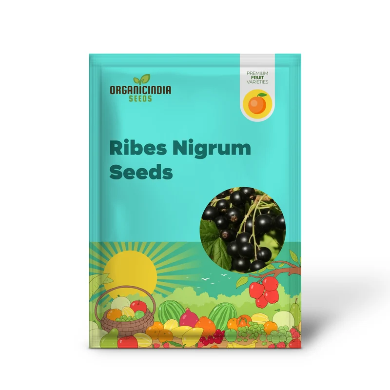 BLACK CURRANT (RIBES NIGRUM) Seeds for Your Garden | Buy Seeds Online