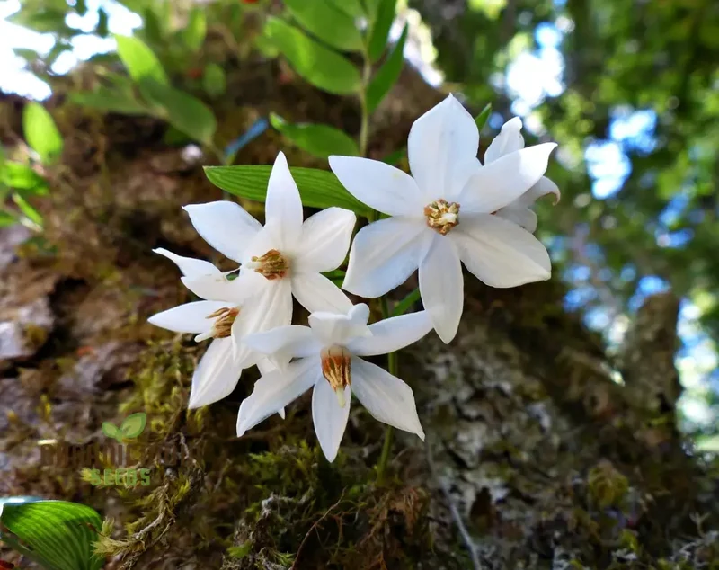 Luzuriaga Radicans Flower Seeds for Planting, Discover Premium Garden Seeds