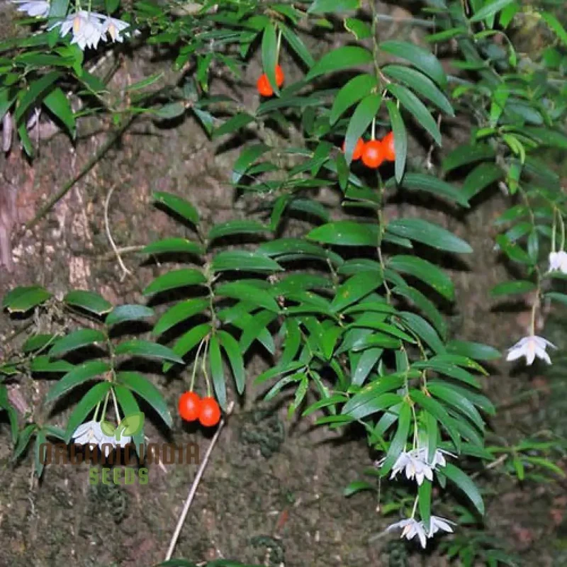 Luzuriaga Radicans Flower Seeds for Planting, Discover Premium Garden Seeds