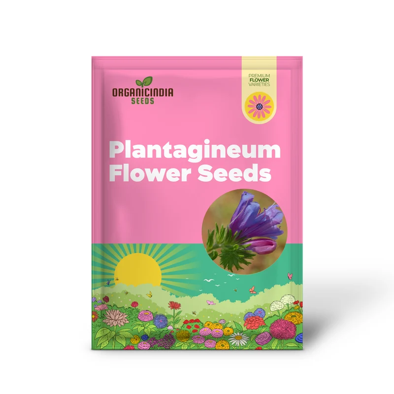 Echium Seeds (Echium Plantagineum Seeds) - Striking and Hardy Blooms for Gardens