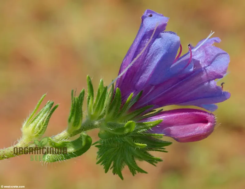 Echium Seeds (Echium Plantagineum Seeds) - Striking and Hardy Blooms for Gardens