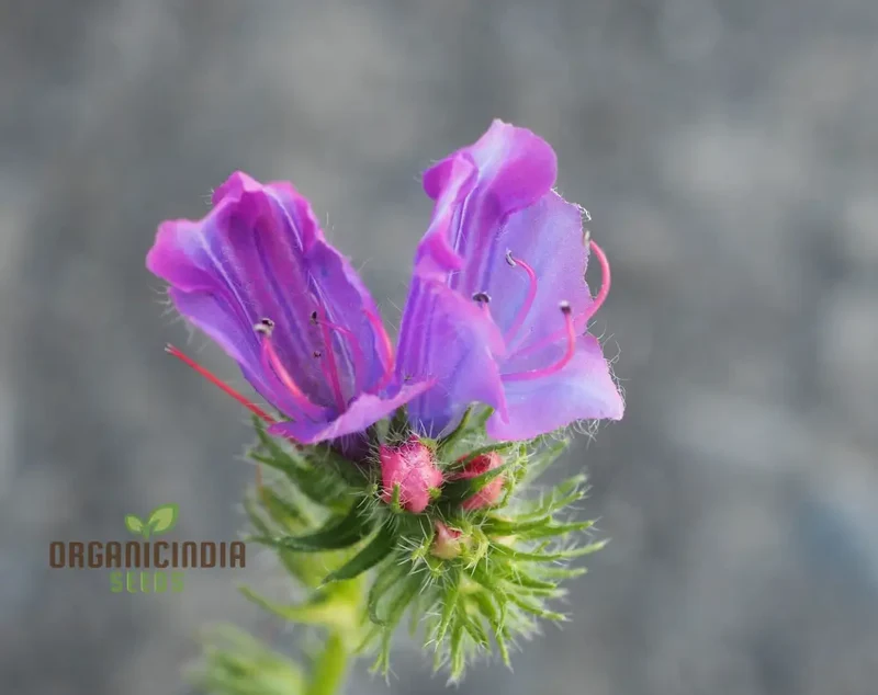 Echium Seeds (Echium Plantagineum Seeds) - Striking and Hardy Blooms for Gardens