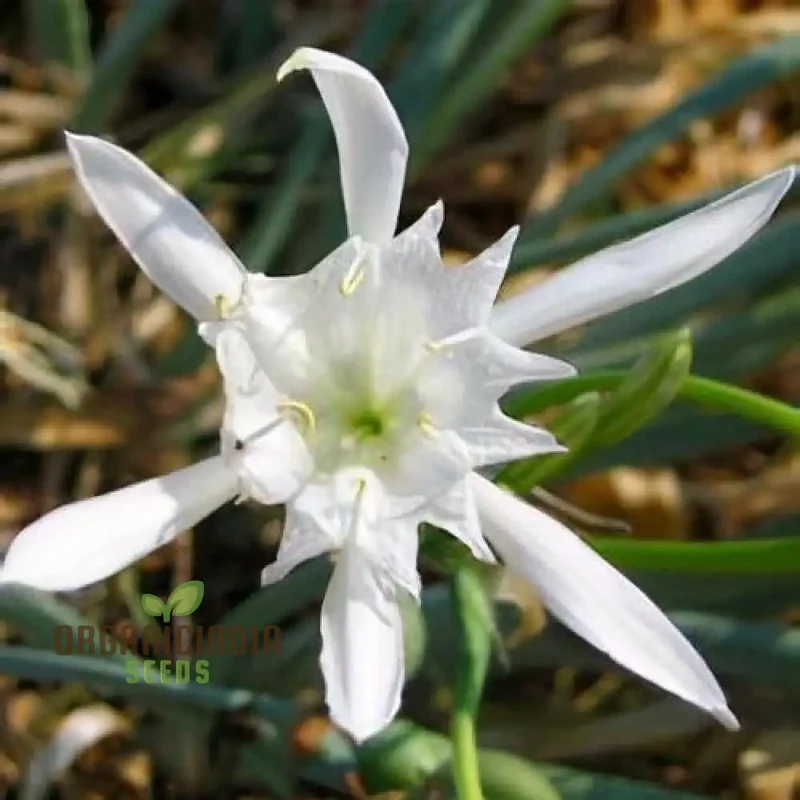 Pancratium Maritimum Seeds (Sea Daffodil Seeds) - Rare Mediterranean Blooms for Gardens