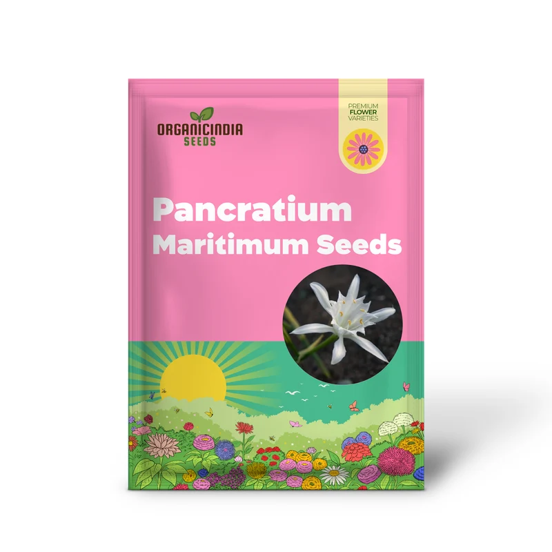 Pancratium Maritimum Seeds (Sea Daffodil Seeds) - Rare Mediterranean Blooms for Gardens