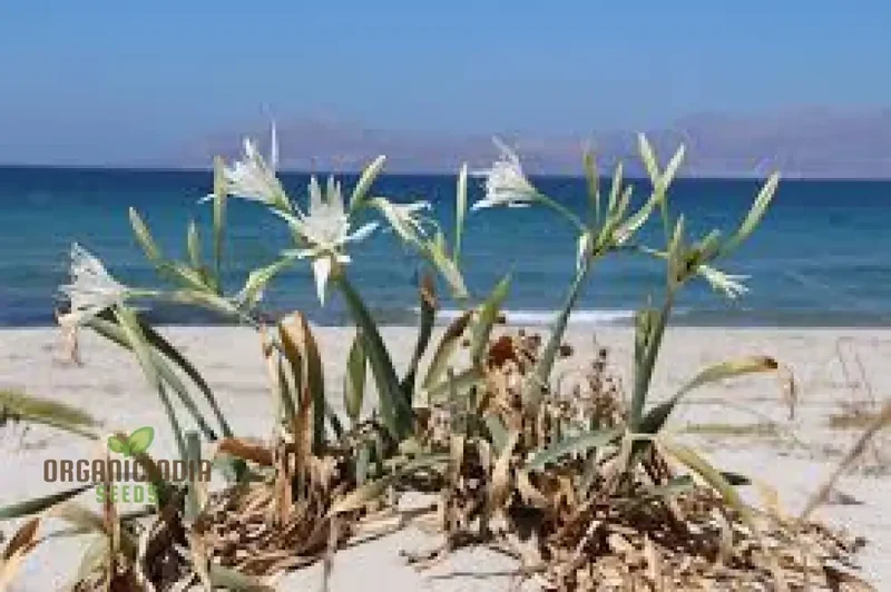 Pancratium Maritimum Seeds (Sea Daffodil Seeds) - Rare Mediterranean Blooms for Gardens