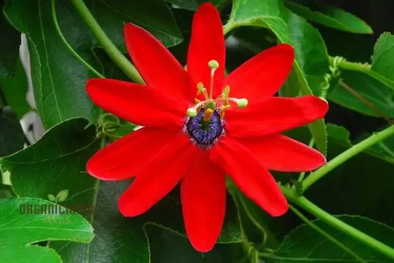 Passiflora manicata Seeds for Planting Elevate Your Gardening Experience with Unique, Tropical Blooms!
