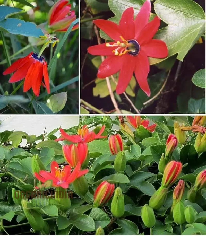 Passiflora manicata Seeds for Planting Elevate Your Gardening Experience with Unique, Tropical Blooms!