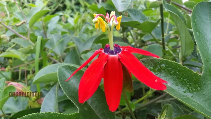 Passiflora manicata Seeds for Planting Elevate Your Gardening Experience with Unique, Tropical Blooms!