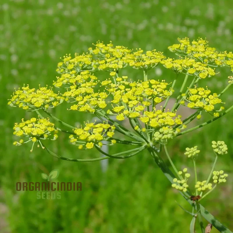 Foeniculum Vulgare Seeds - Premium Quality for Planting and Culinary Use
