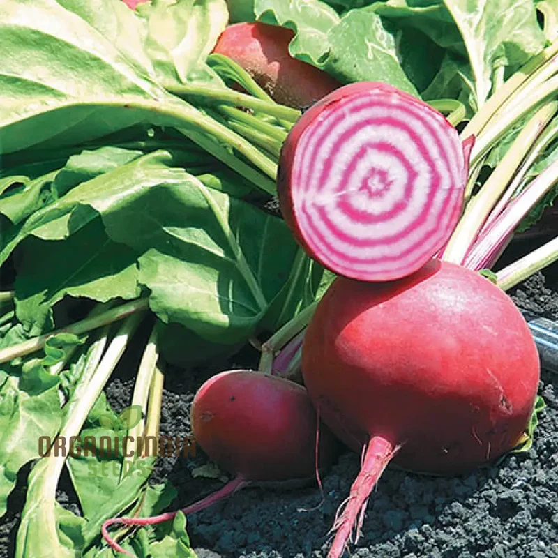 BEETROOT CHIOGGIA Seeds for Planting| Organic Gardening Seeds