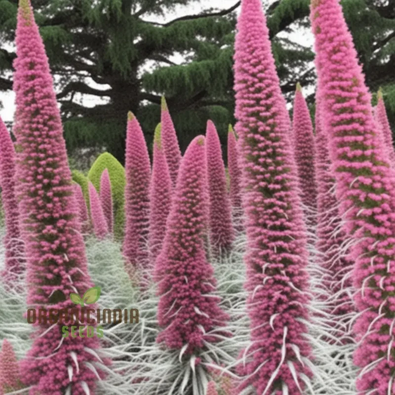 Echium Pink Poker Flower Seeds For Planting, Premium Quality Organic Seeds for Your Garden