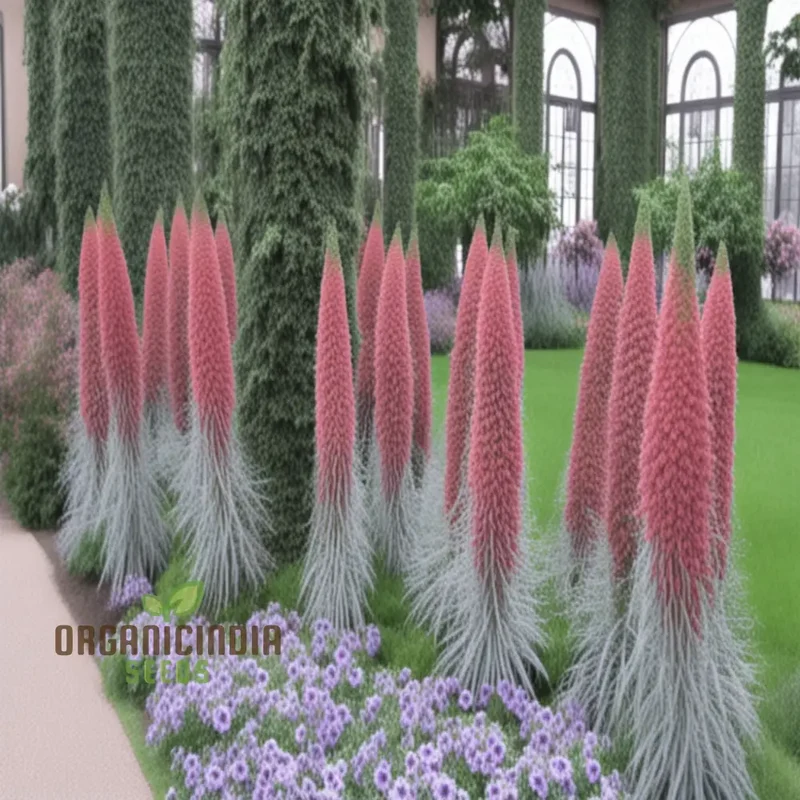 Echium Pink Poker Flower Seeds For Planting, Premium Quality Organic Seeds for Your Garden