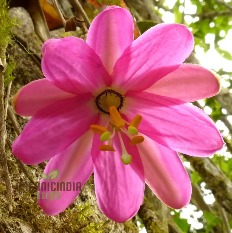 Passiflora Coactilis Seeds â€“ Elevate Your Gardening Experience with Stunning, Unique Blooms!