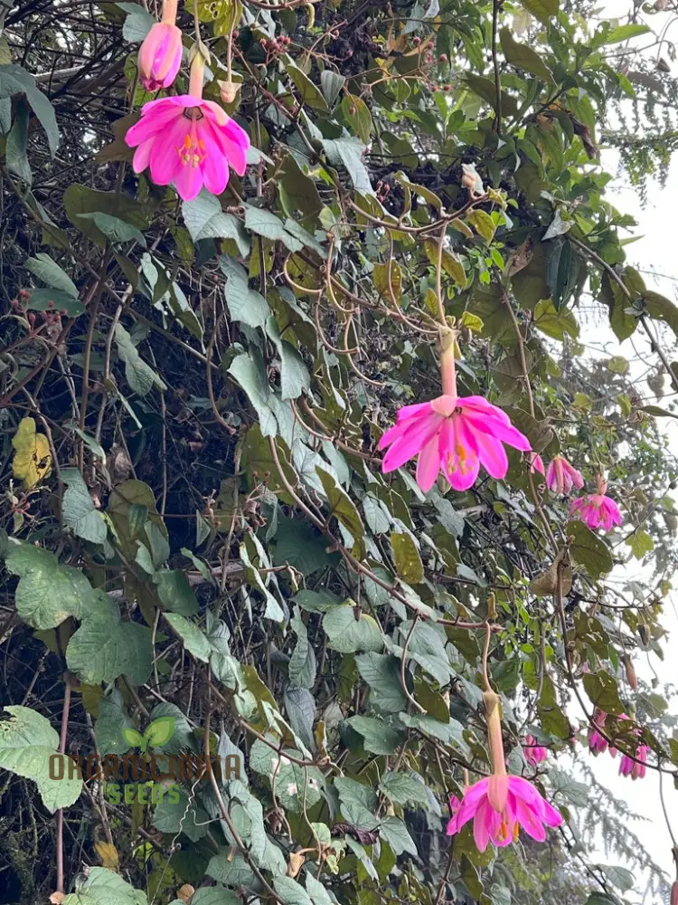 Passiflora Coactilis Seeds â€“ Elevate Your Gardening Experience with Stunning, Unique Blooms!