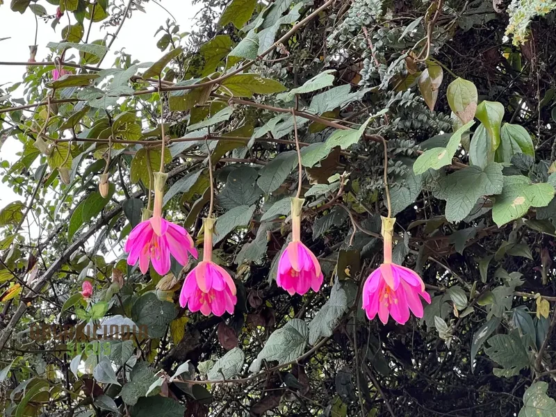 Passiflora Coactilis Seeds â€“ Elevate Your Gardening Experience with Stunning, Unique Blooms!
