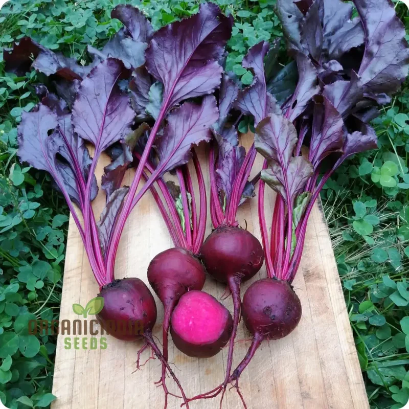 BEETROOT BEET LEAF BULLS BLOOD SCARLETTA Seeds for Planting