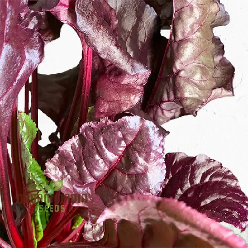 BEETROOT BEET LEAF BULLS BLOOD SCARLETTA Seeds for Planting