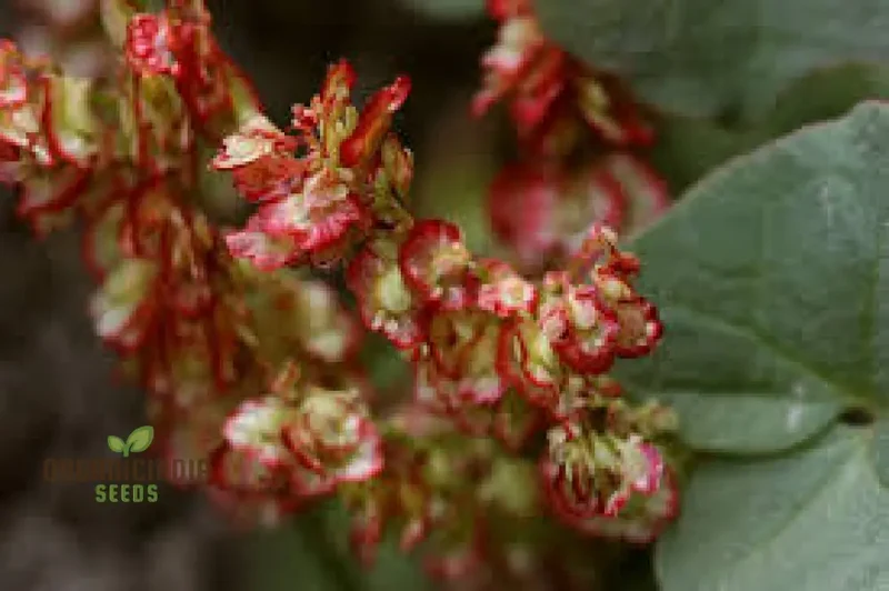 Oxyria Dignya Seeds for Gardening Enthusiasts - Hardy Perennial Seeds
