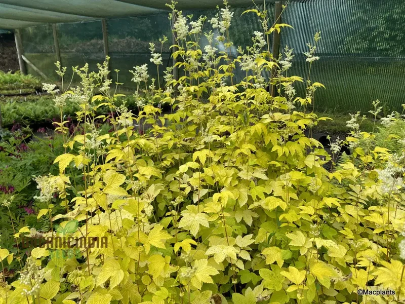 Filipendula Ulmaria 'Aurea' Seeds - Exquisite Yellow Meadow Sweet for Planting and Garden Beauty