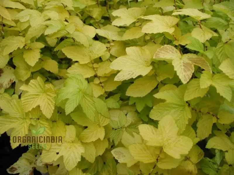 Filipendula Ulmaria 'Aurea' Seeds - Exquisite Yellow Meadow Sweet for Planting and Garden Beauty