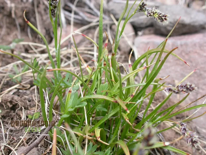 Luzula Spicata Seeds for Planting, Unique and Elegant Your Garden, Premium Quality Gardening Seeds