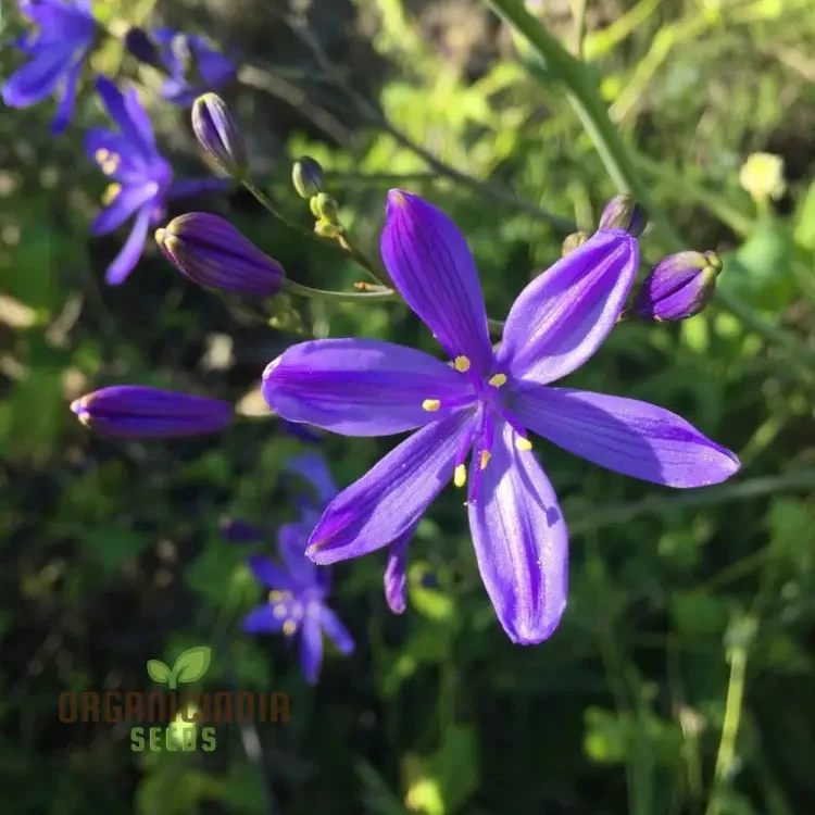Pasithea Coerulea Seeds for planting Elevate Your Gardening Experience with Unique, Captivating Blooms