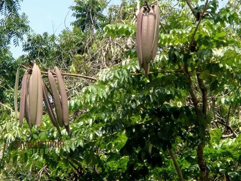 Oroxylum Indicum Seeds for Planting: Grow Rare Indian Tree Seeds in Your Garden