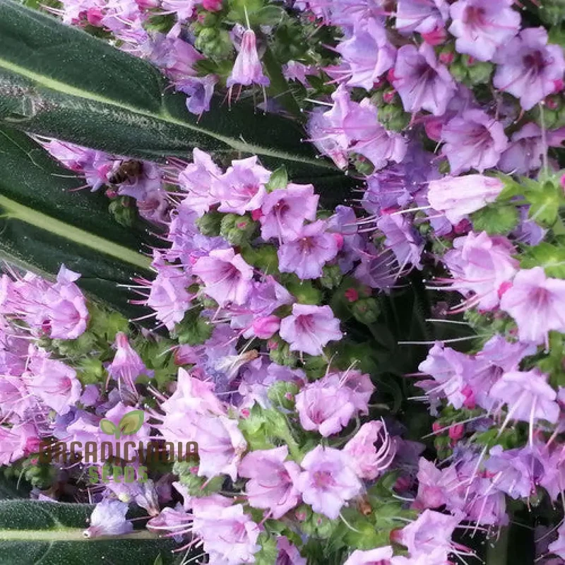 Echium 'Pink Pillars' Flower Seeds For Planting, Elegant Vertical Blooms for Your Garden