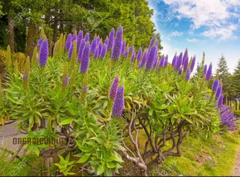 Echium 'Pink Pillars' Flower Seeds For Planting, Elegant Vertical Blooms for Your Garden