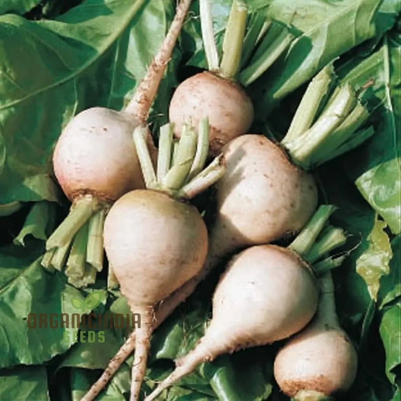 BEETROOT AVALANCHE F1 Seeds for Planting