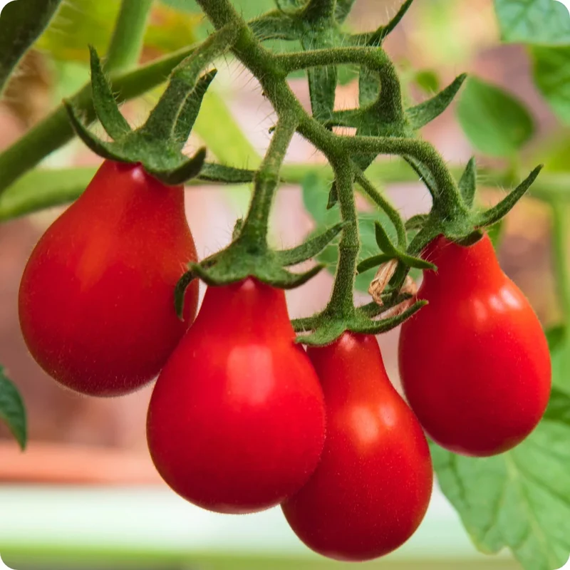 TOMATO AUSTIN'S RED PEAR Seeds - Premium Seeds for Gardening