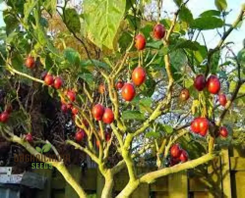 TAMARILLO Seeds for Planting Your Gardening Needs | Buy Seeds Online